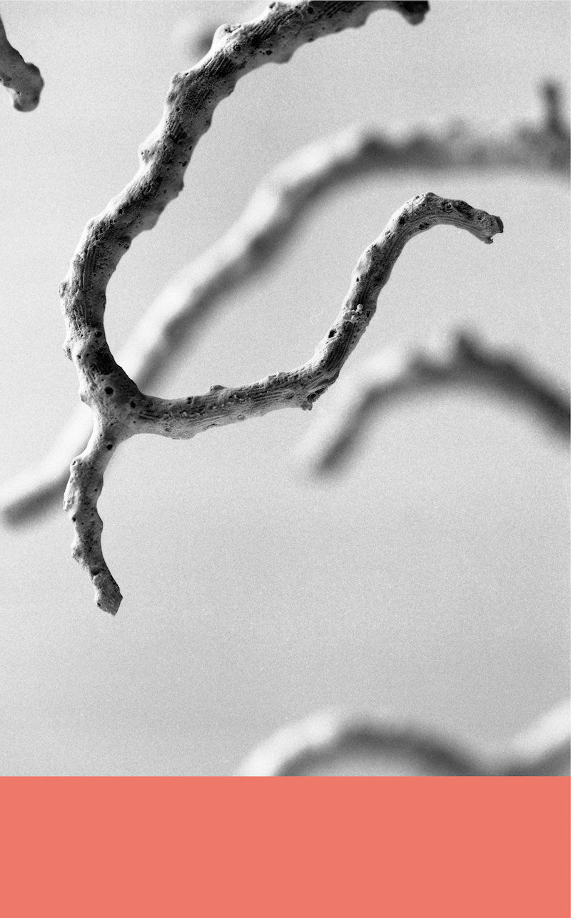 3.Michele Guido__ascione _13.12.19 _01.09_living coral_, 2019_ carta fotografica b_n su dibond_dimensioni variabli